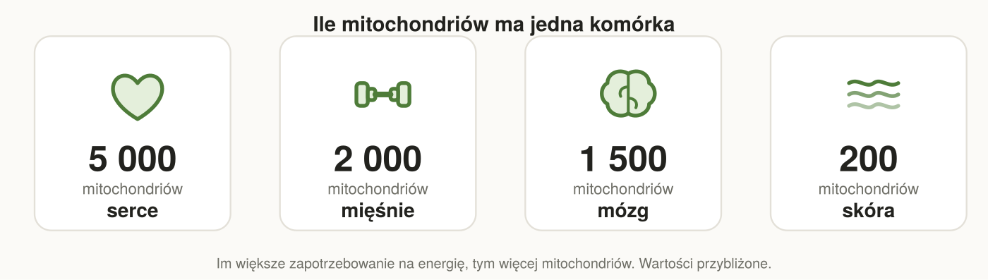 Liczba mitochondriów w komórkach różnych narządów: najwięcej w sercu, mózgu i mięśniach.