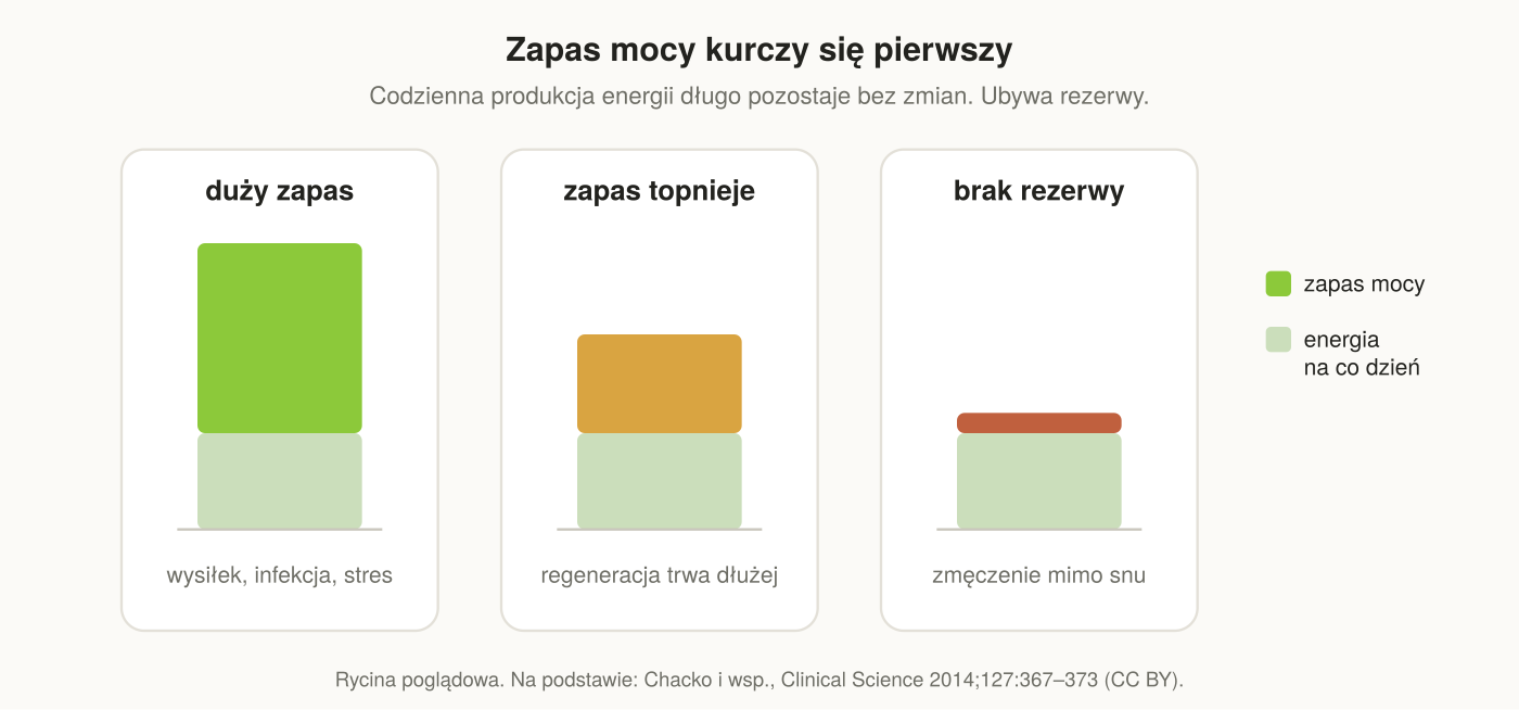 Zapas mocy mitochondriów maleje z wiekiem, wolniej u osób regularnie aktywnych.