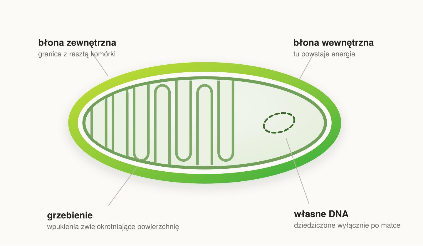 Budowa mitochondrium: błona zewnętrzna, pofałdowana błona wewnętrzna i wnętrze, w którym powstaje energia.